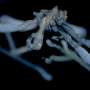 Hairy feet, red eyes: Salish Sea reveals two sea spider species new to science