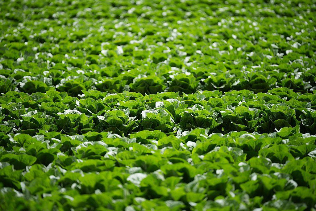 Millions of lettuces ruined by UK aphid outbreak