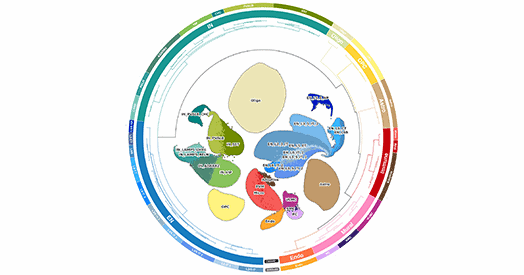 Prefrontal cortex has three transcriptomic acts across human lifespan, new atlas suggests