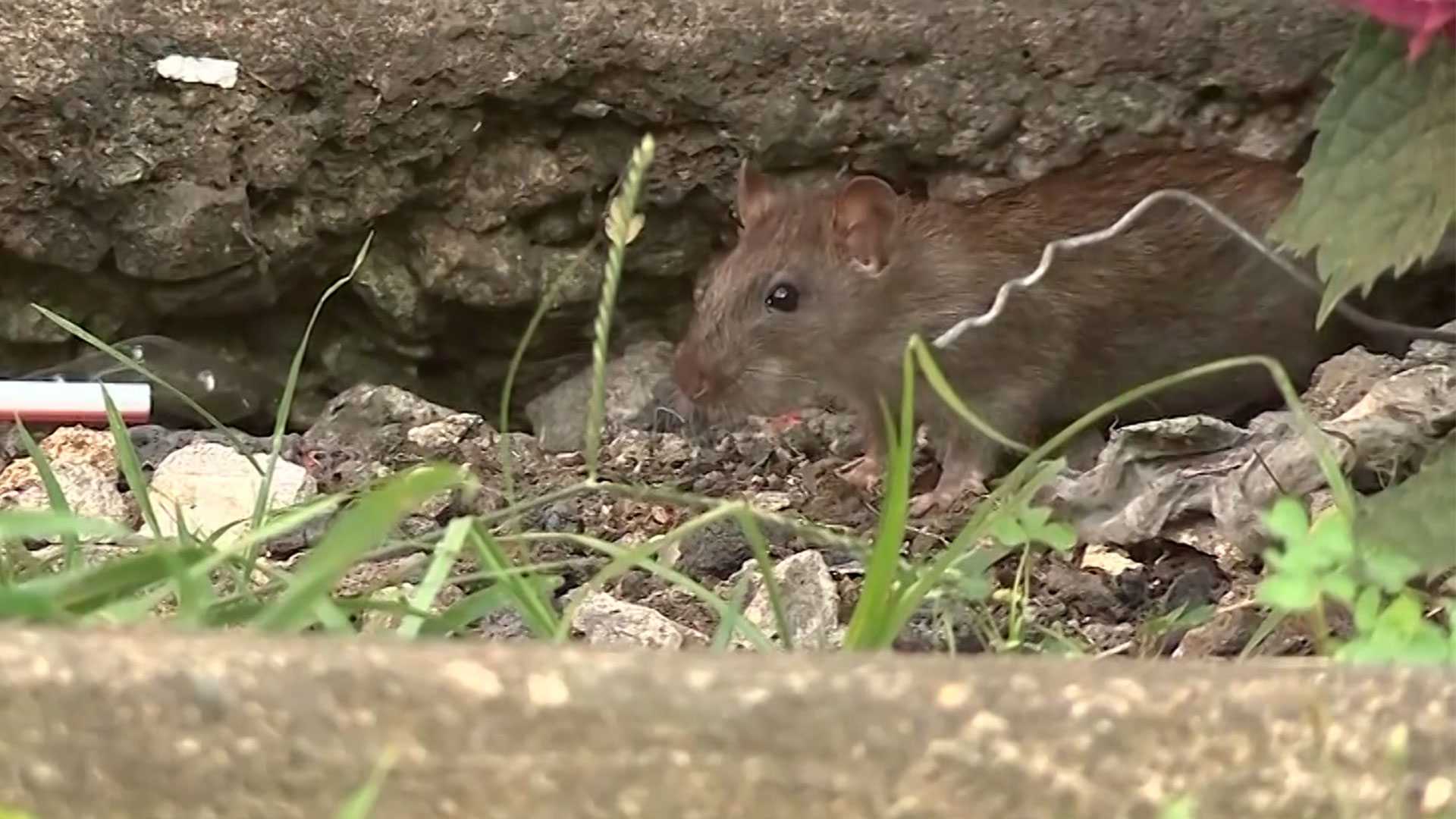 Boston summit focuses on using AI to fight rat problem