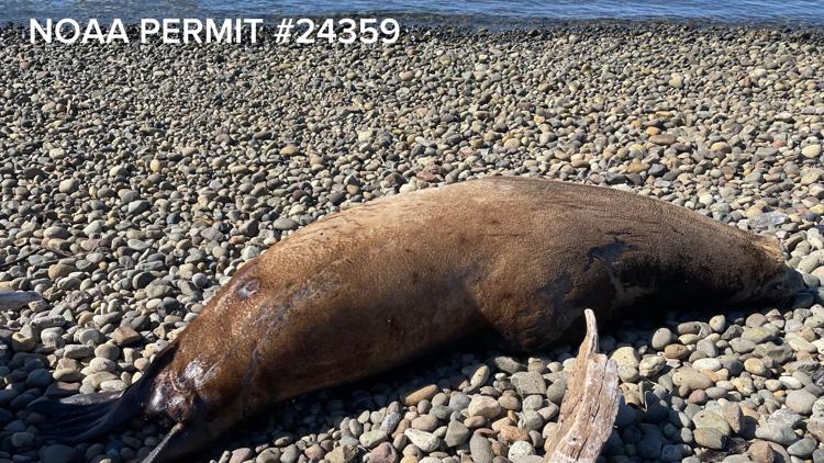 700-pound sea lion found dead in West Seattle with numerous projectiles in its body