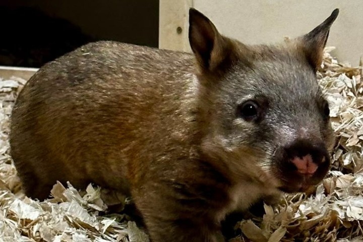 Toronto Zoo seeking names for ‘little potato’ baby wombat