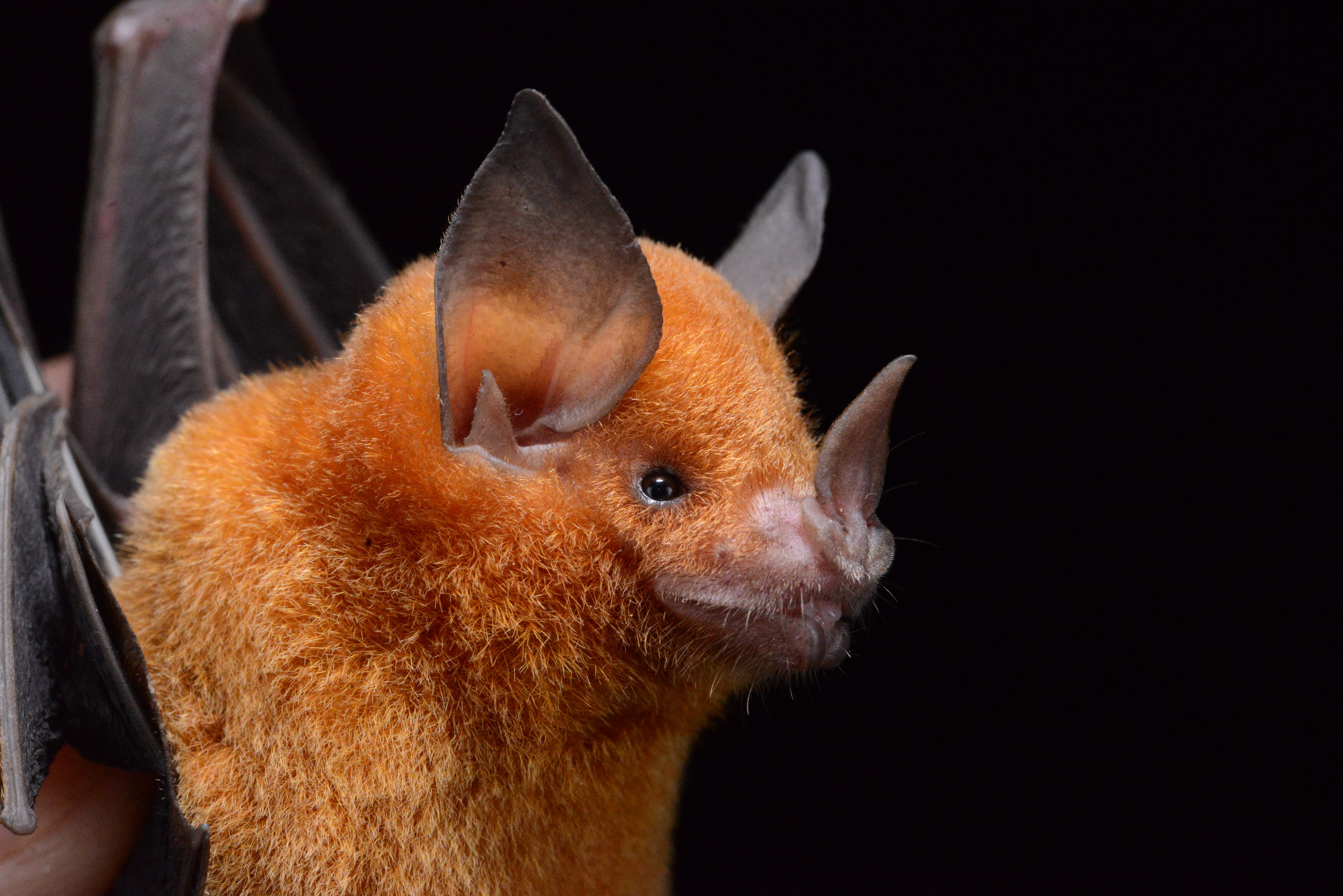 Royal Ontario Museum provides crucial genetic samples for revising bat family tree