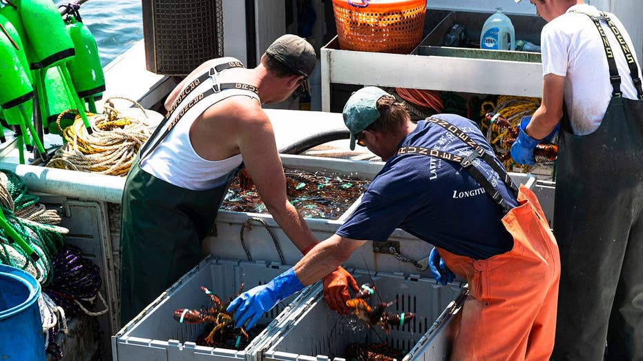 Maine lobsterman catches ultra-rare cotton candy lobster with crazy odds: 'It just glowed'