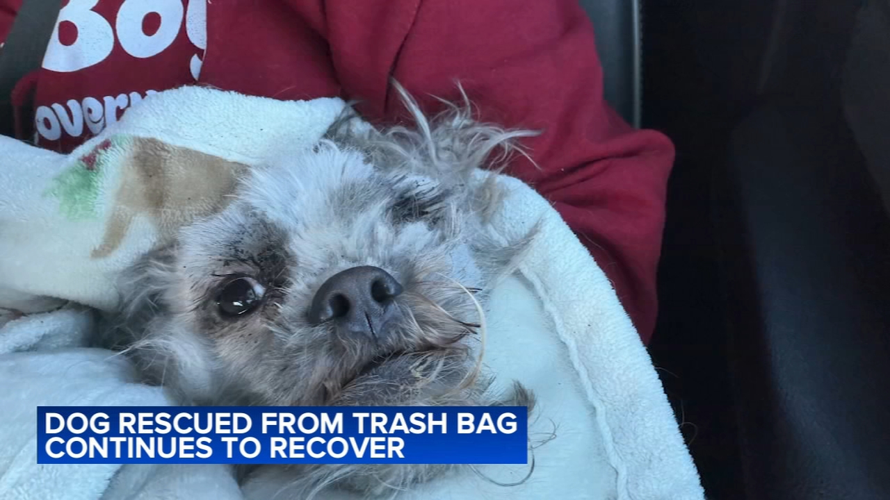 Dog found starving inside trash bag in Philadelphia's Germantown section making quite the comeback