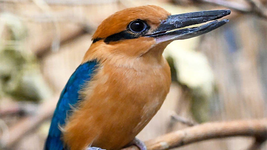 Brookfield Zoo continues part in effort to restore population of extinct-in-the-wild sihek birds