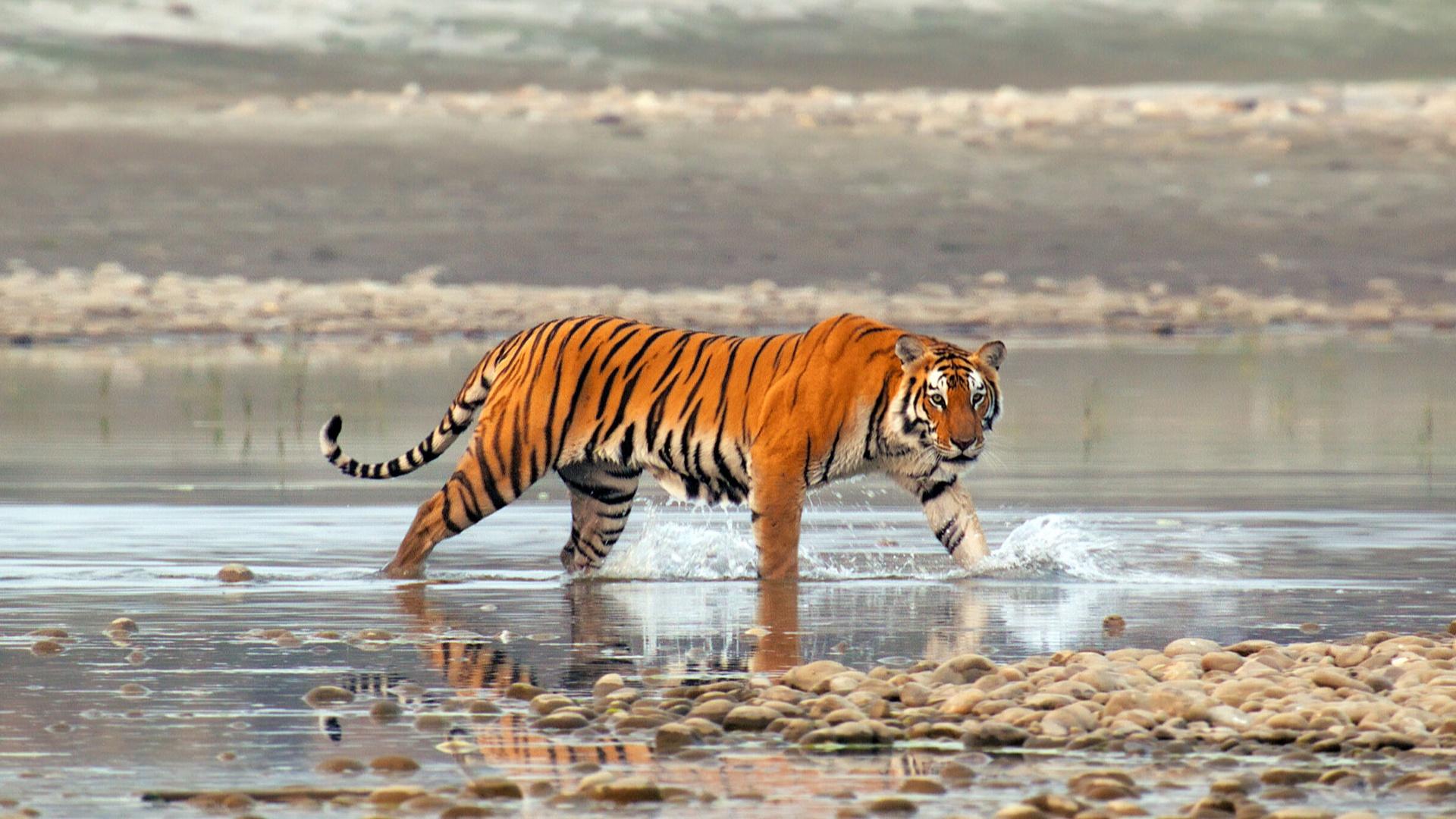 Preview of Tiger Island: Part One