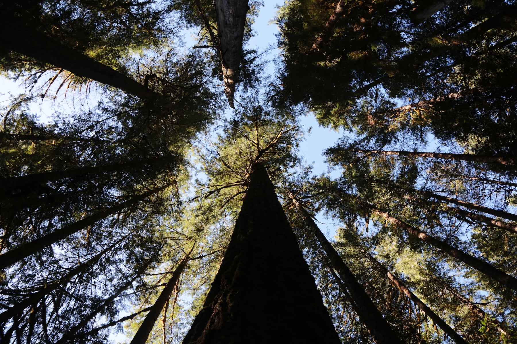 Mount Hood forest lifts fire restrictions