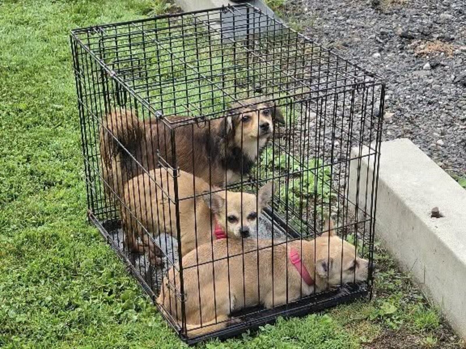 Police seek info on dogs abandoned in cage on Western Mass. soccer field