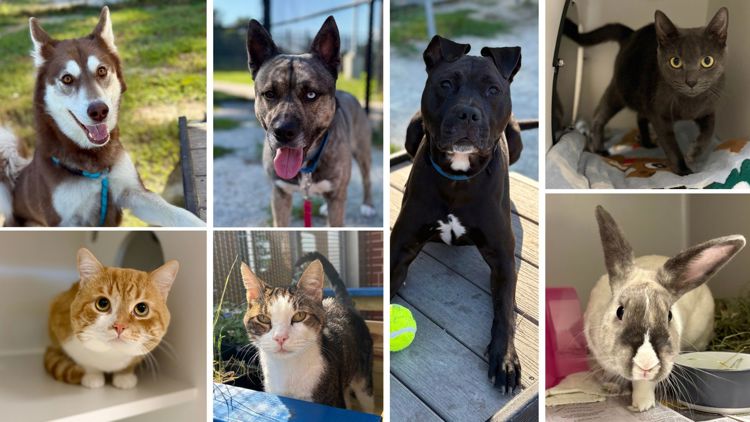 New family member for free! Fairfax Animal Shelter waives weekend adoption fees