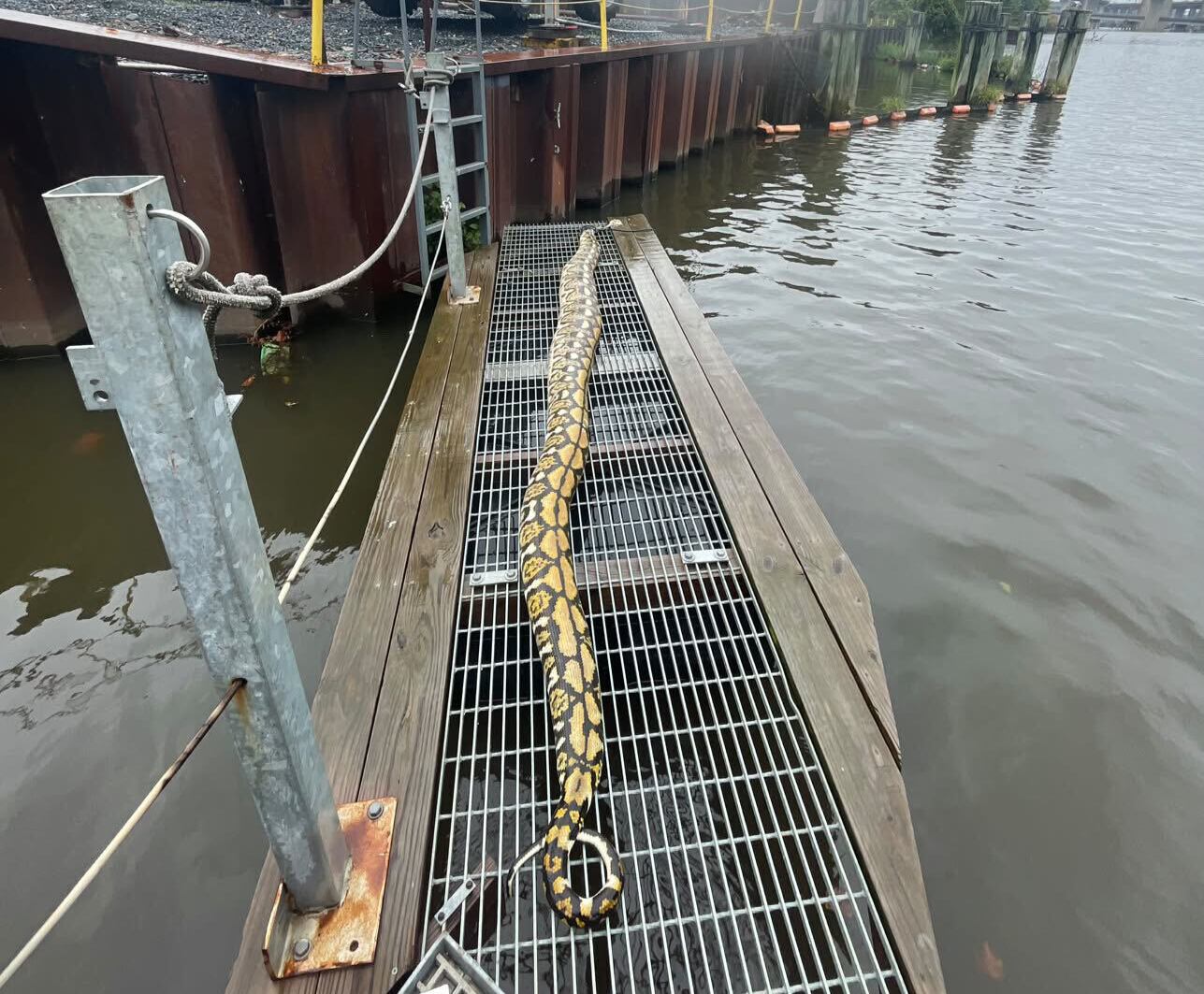 14-foot python found dead on Trash Wheel in the Gwynn Falls