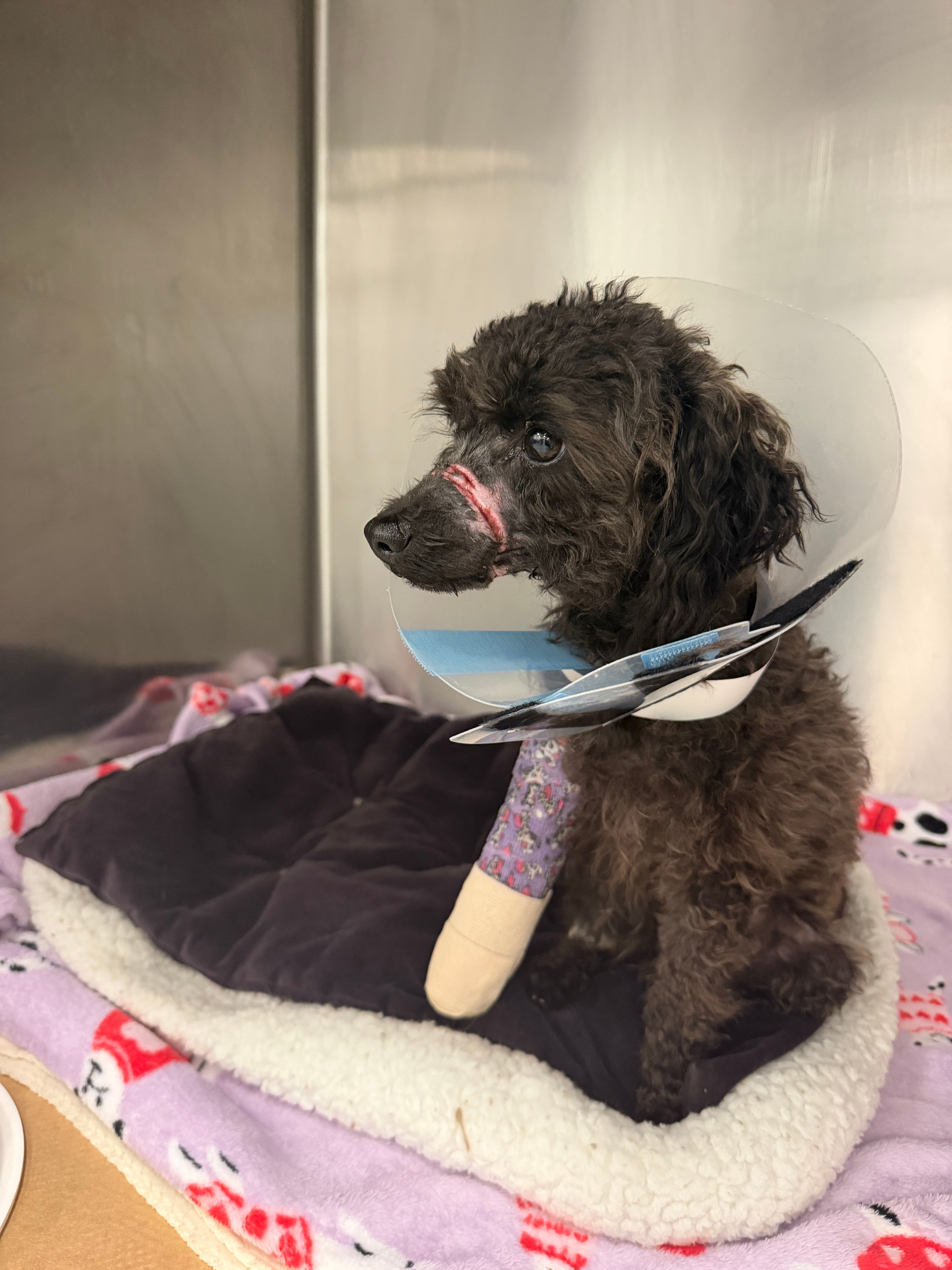 MSPCA seeks information about stray poodle mix found in Cambridge
