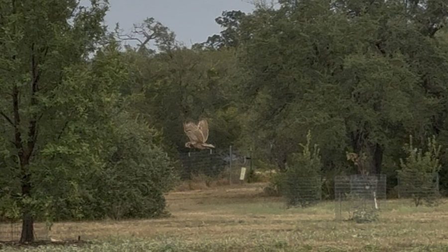 Athena's surviving owlet released back into the wild