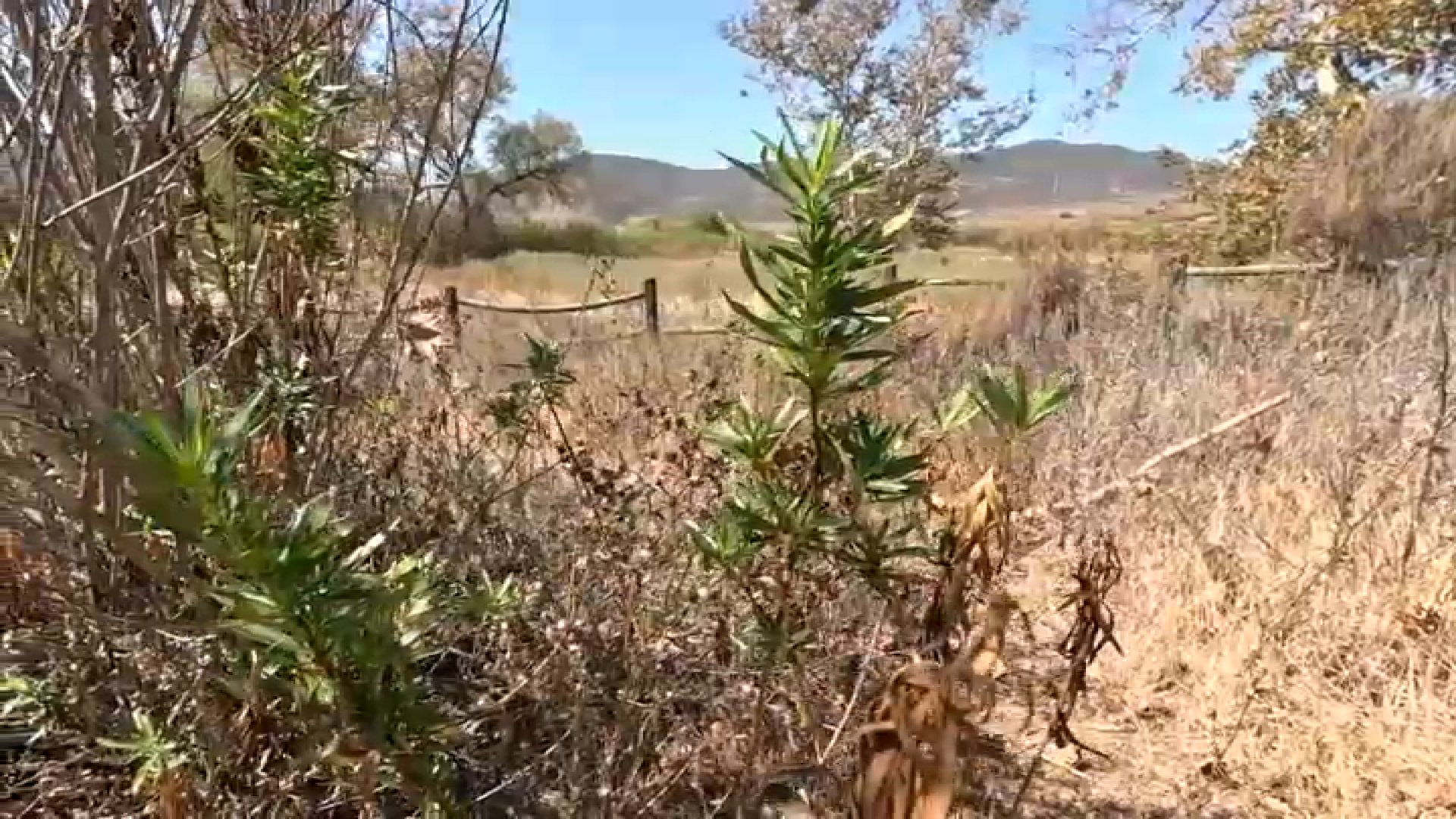 Mission Trails sheds 60 tons of vegetation to reduce wildfire risk