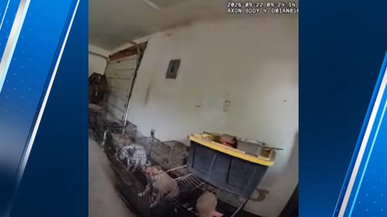 15 dogs, 2 cats seized from unlicensed rescue in Puyallup; animal creulty investigation underway