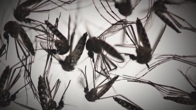 Mosquito-borne infections, dengue prompt local state of emergency in Pasco County