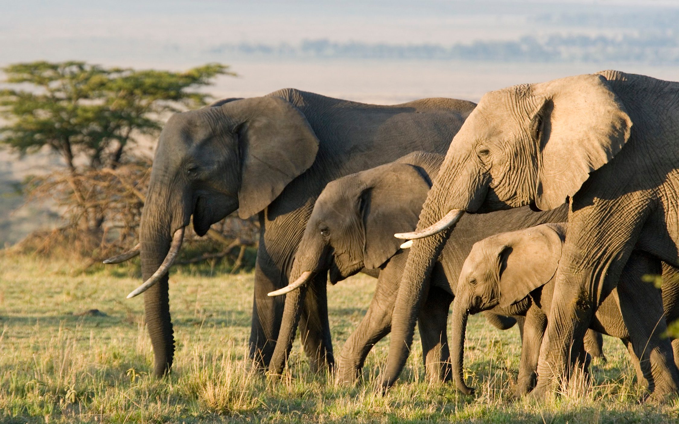 Elephants forage for and mix their own medicines