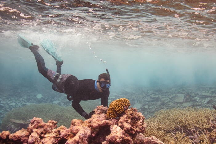 There are still nearly pristine coral reefs. They're a blueprint for coral restoration