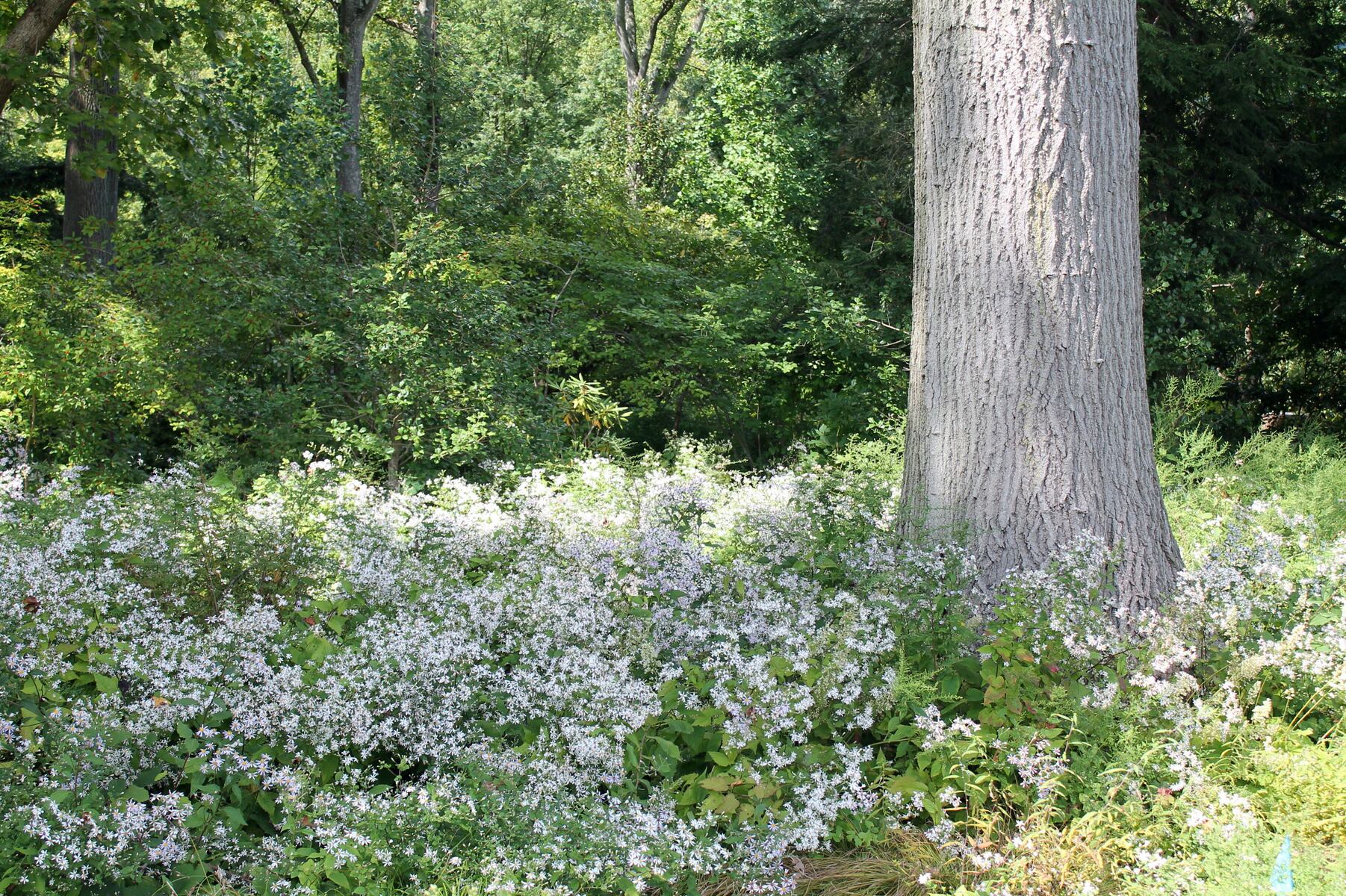 Are you giving pollinators a soft landing in your yard?