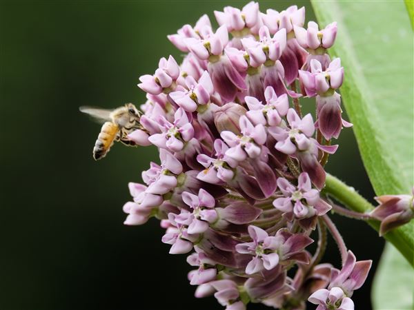 Stone: Know the difference between bees, wasps, and their look-alikes