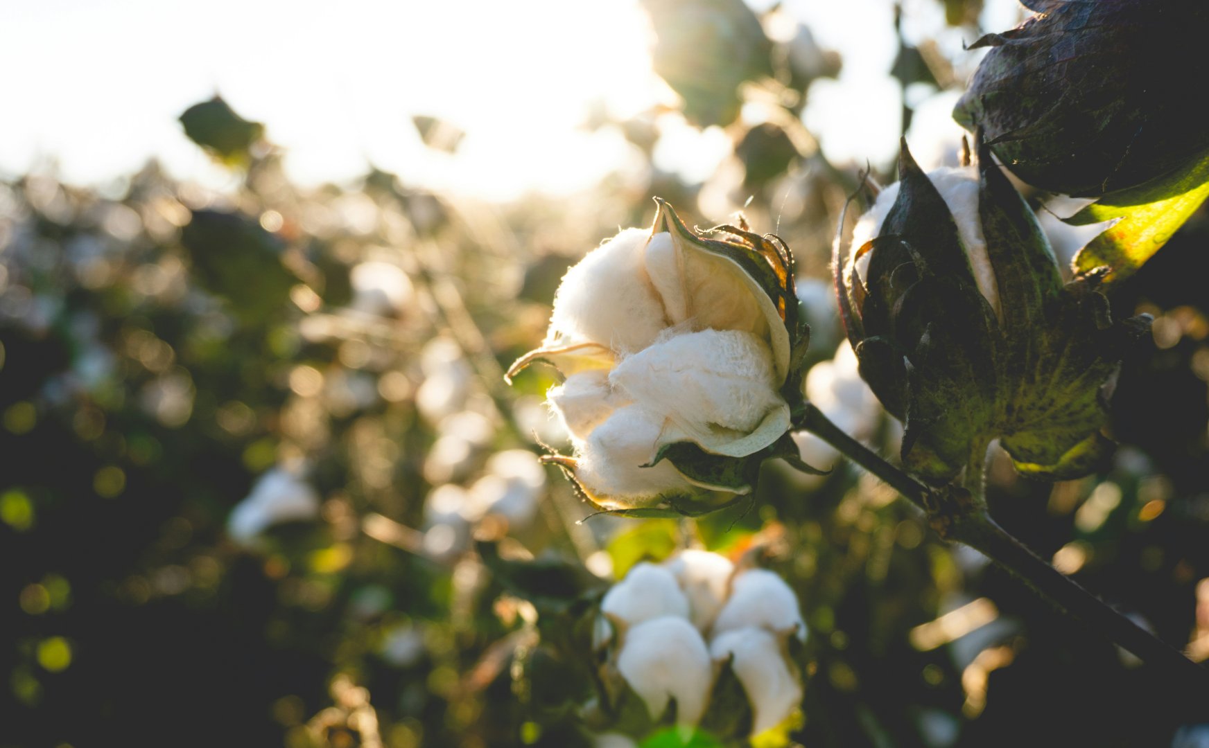 Turkmenistan set to launch 60,000-ton cottonseed processing plant