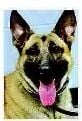 City police K-9 dies after medical emergency