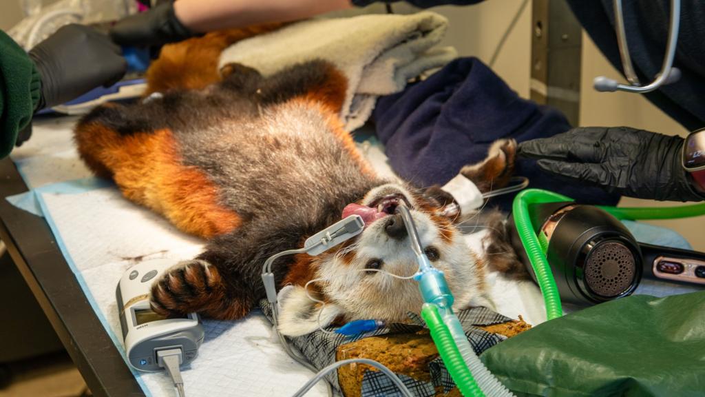 Edinburgh Zoo's red panda goes to the vet for toothache