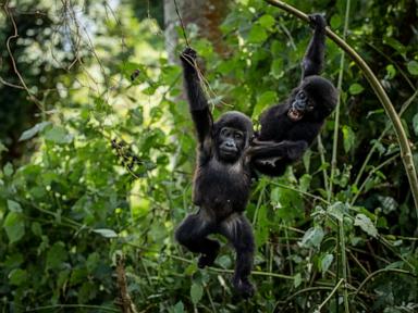 Ugandans plant trees near national park to keep people out of gorillas’ habitat