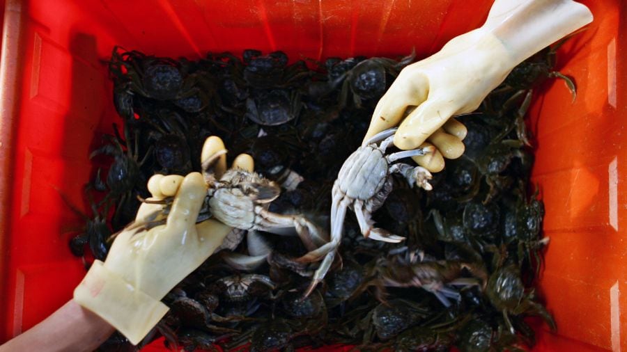 AG’s office secures guilty plea in illegal distribution of invasive mitten crabs in WA