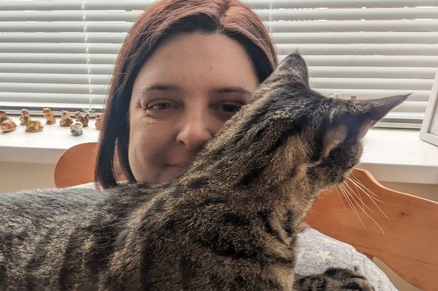 Police investigation after missing cat's severed tail posted through letterbox