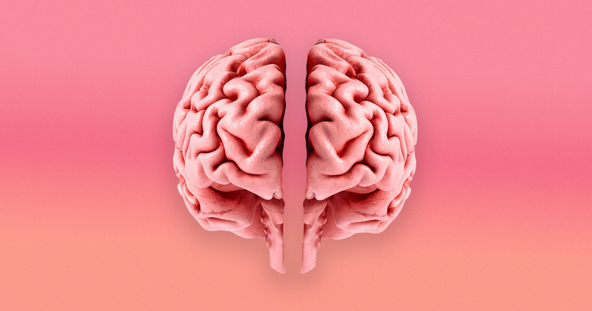 Stanford Scientists Find That the Human Brain Is Actually Two Separate Organs