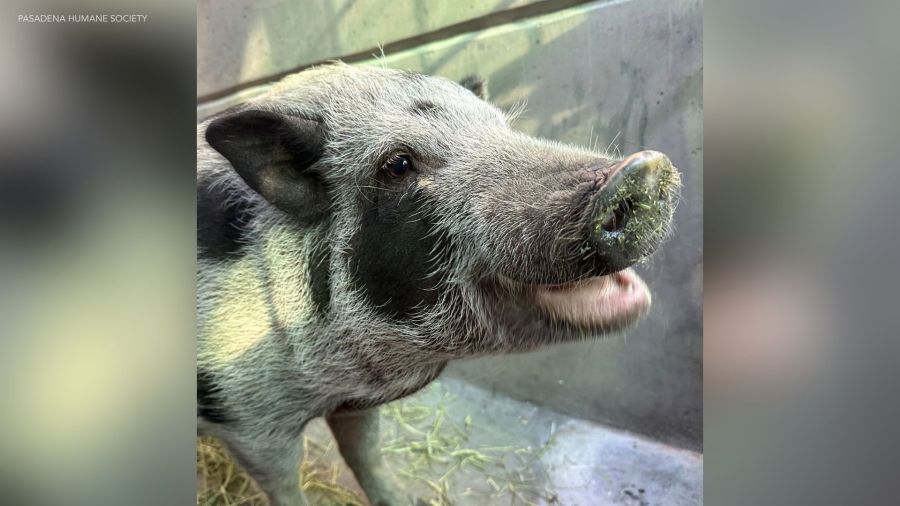 100-pound pig Honey finds new home after SoCal adoption plea