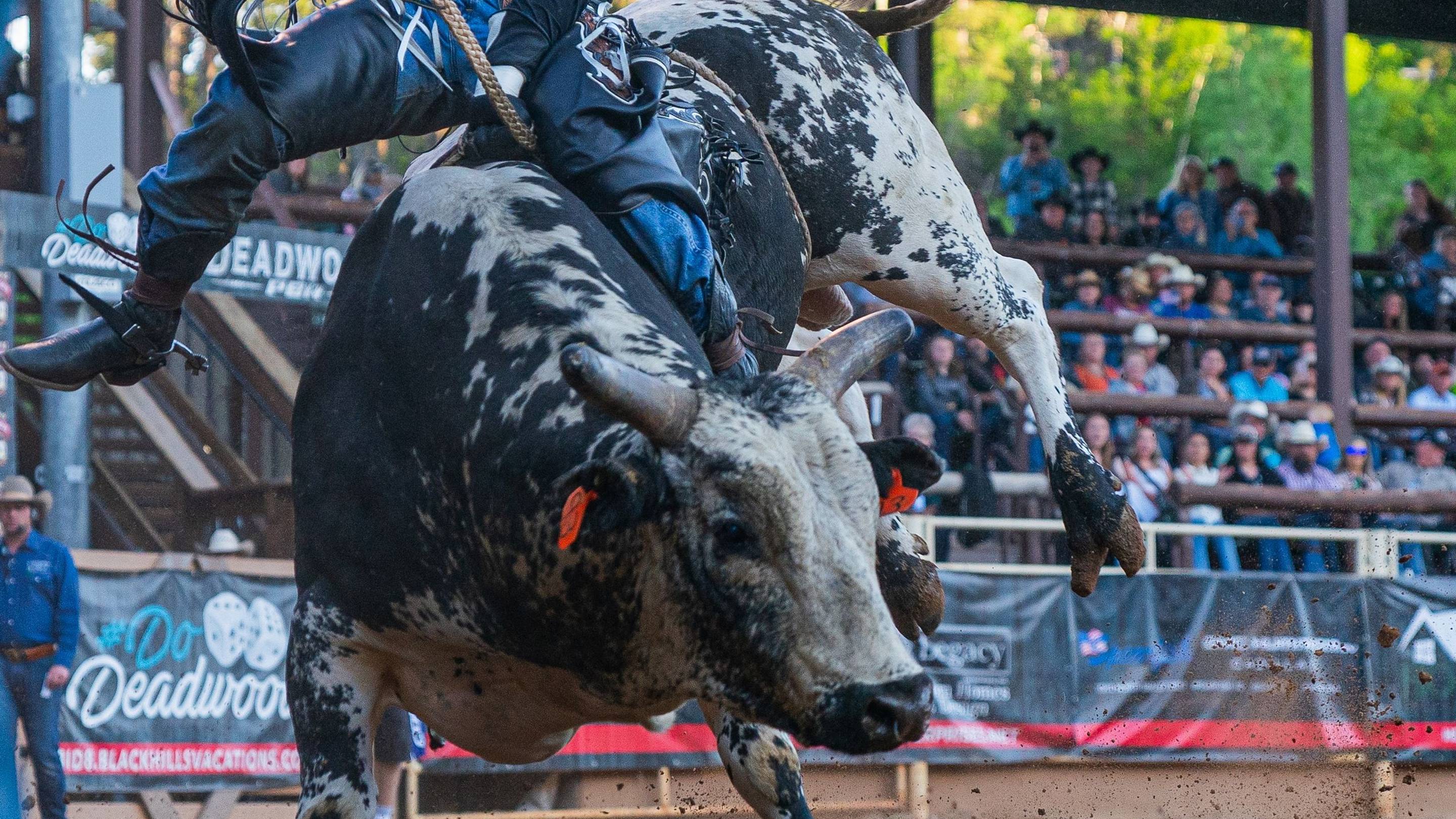 Underdog Bull Rider Beats Out Some Of Rodeo's Best For Pendleton Round-Up Win