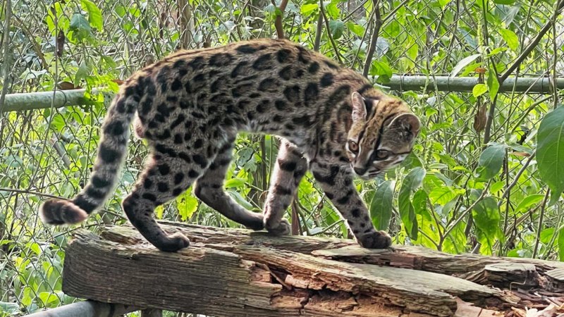 Meet the newest living cat species, the first described in 100 years