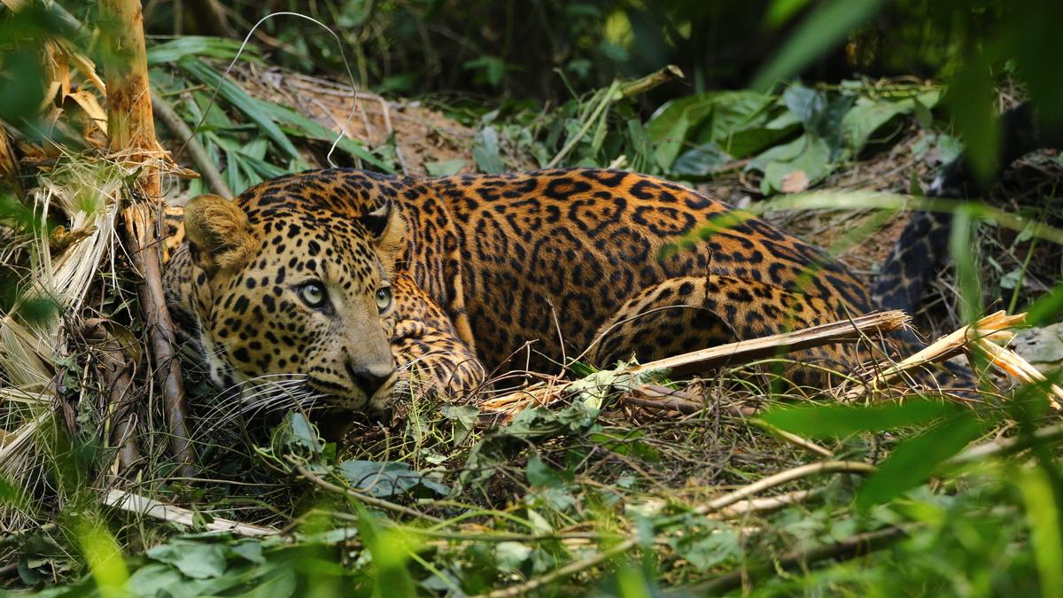 Leopard attacks five-year-old boy in Valparai