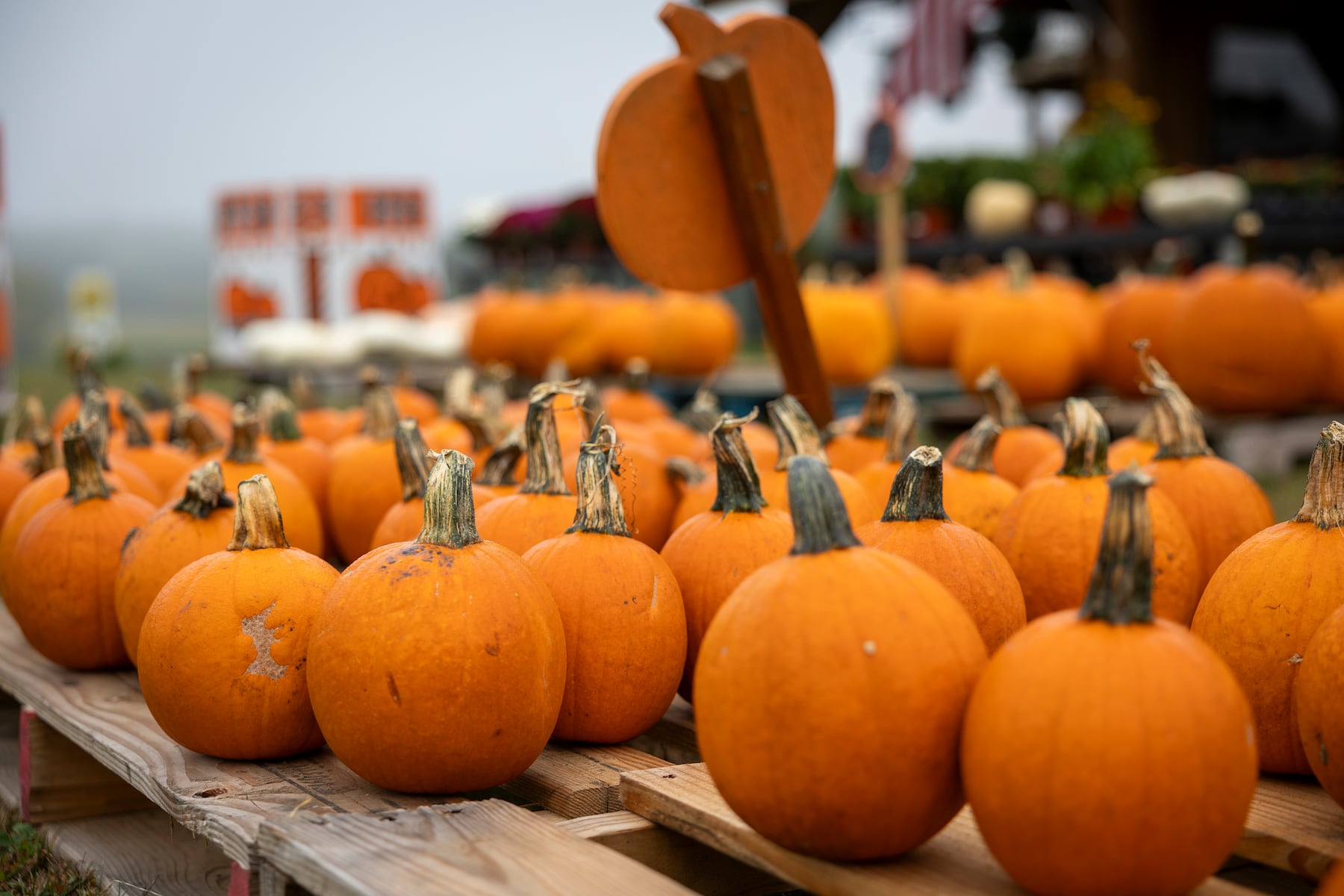 Best pumpkin patch in the country is in New England, USA Today says