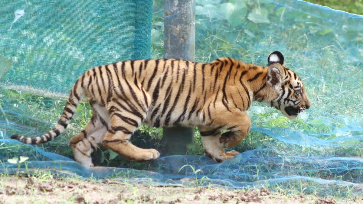 Caught in kitchen garden net, rescued tiger cub returned to the wild in Assam