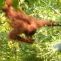 Learning style predicts survival skills in young orangutans