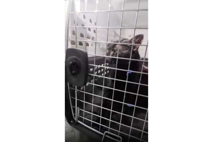 'Catman' to the rescue, as man pulls stuck Long Island pet to safety after long ordeal