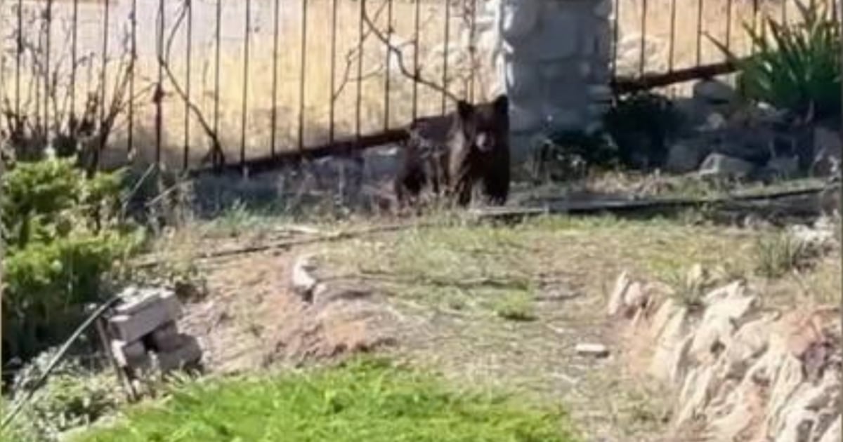 Bear seen in Salt Lake City’s Avenues neighborhood tranquilized, removed