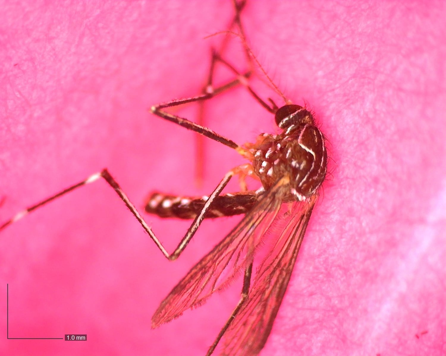 Invasive Australian mosquito found in Portland for first time