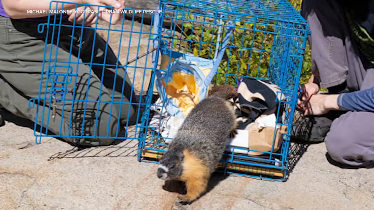 Case closed! Marmots that mysteriously appeared in Bay Area released back into wild
