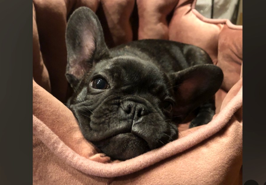 French bulldog saved couple during California bear attack, survivor says