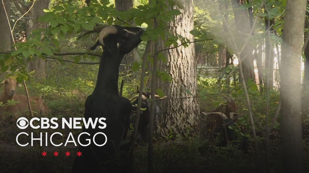 Glencoe goats clear invasive species from parks
