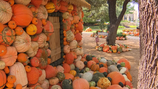 NorthPark pumpkin patch brings fall fun and a charitable mission