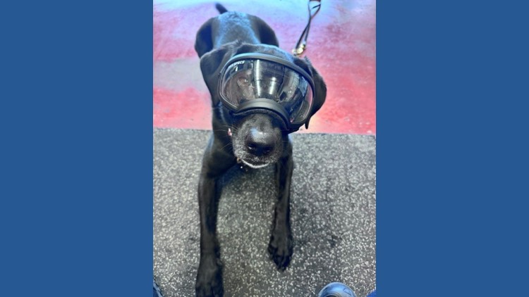 Search-and-rescue dog that helped save lives after Venezuela earthquakes honored
