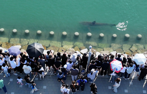 More than 100,000 flock to Busan waterfront park to see stranded shark