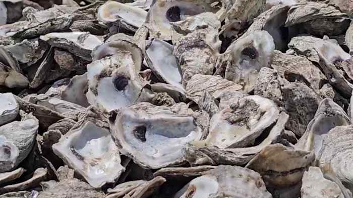 San Antonio oyster shell recycling program aims to rebuild Texas reefs