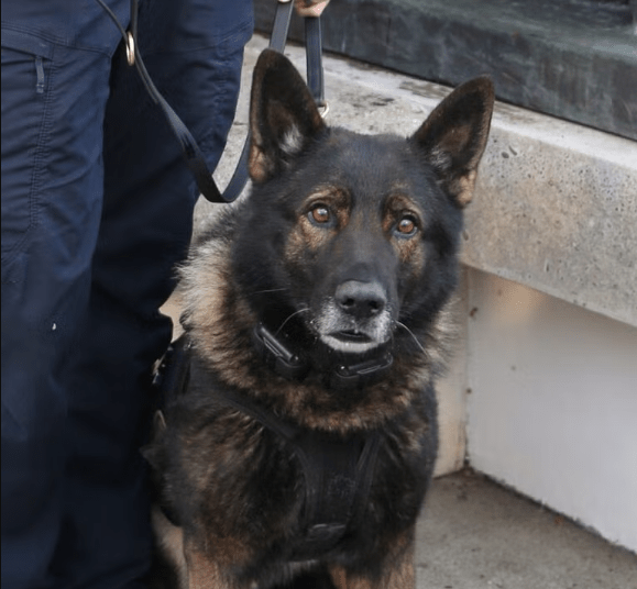 Portland remembers PPB's fallen K-9, Kylo