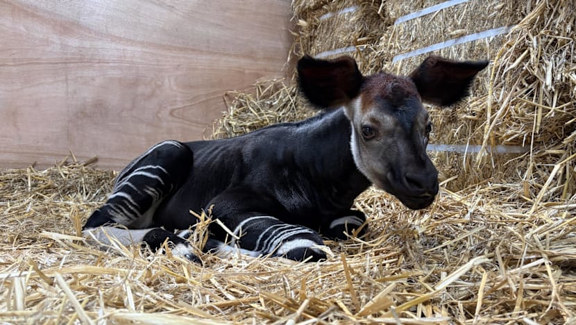 Meet Southeast Asia's first okapi calf, born at Singapore's Rainforest Wild Adventure